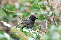 6994 Turdus merula (Merlo)